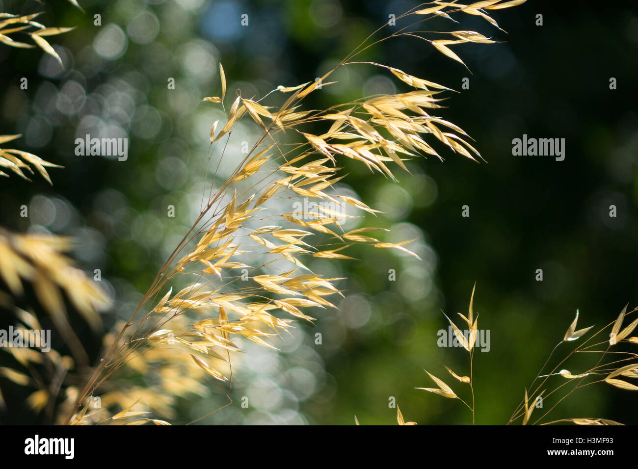 Grass seed heads in sunlight Stock Photo Alamy