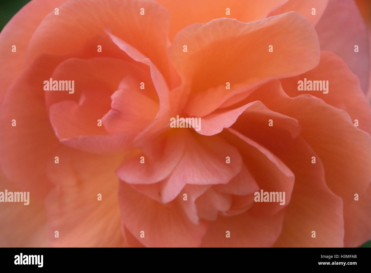 Soft pink orange begonia Stock Photo