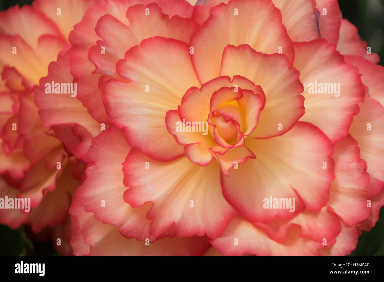 Orange Begonia close up Stock Photo