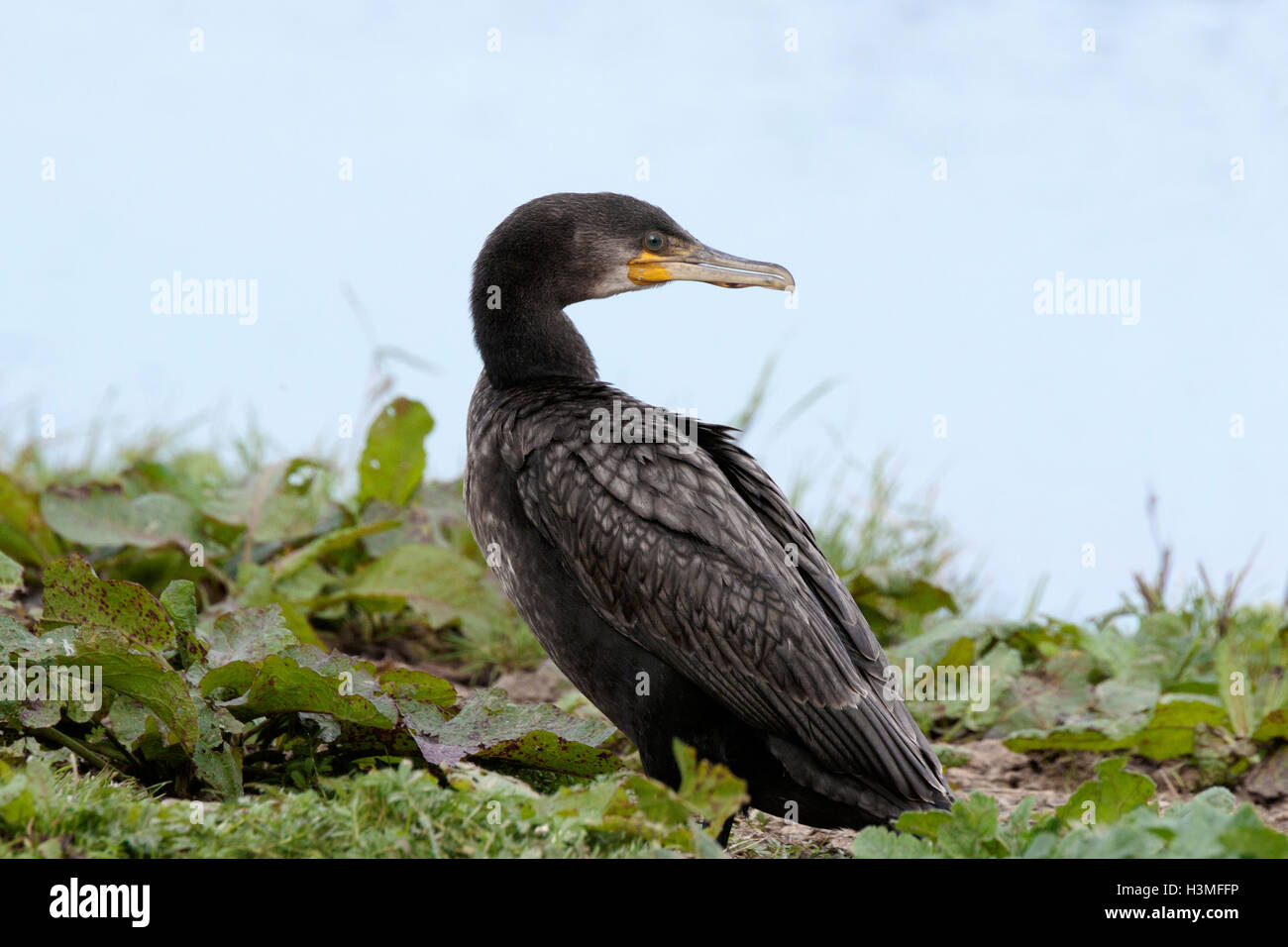 Great Cormorant Phalicrocorax carbo carbo immature perched on bankside Stock Photo