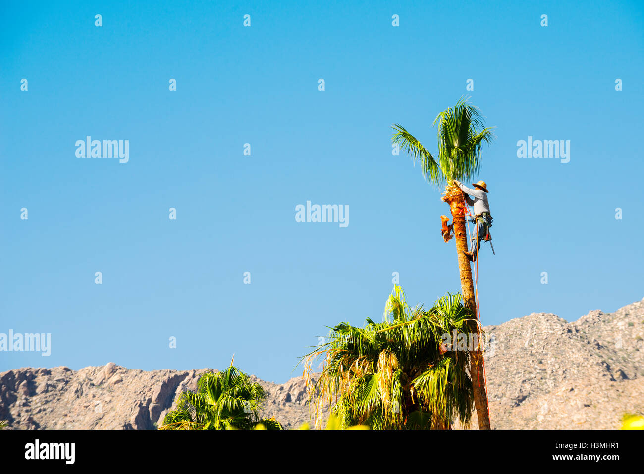 Page 2 Palm Tree Trimming High Resolution Stock Photography And Images Alamy