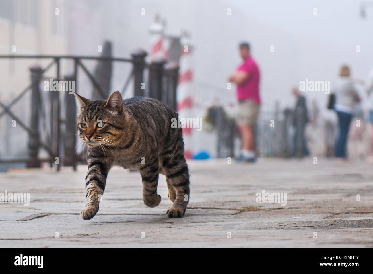 Cat cheap run 3