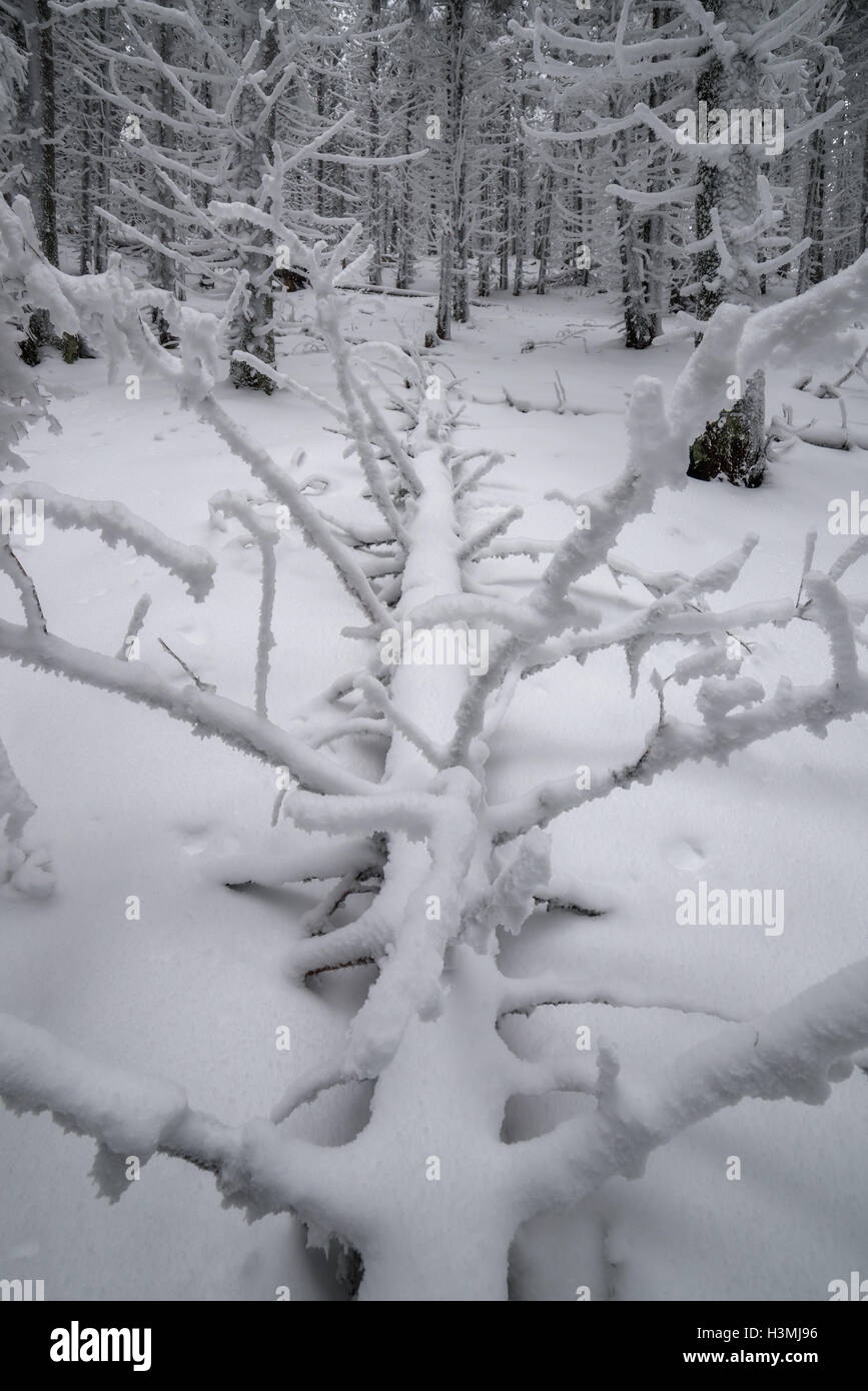 snowy pine in winter forest Stock Photo