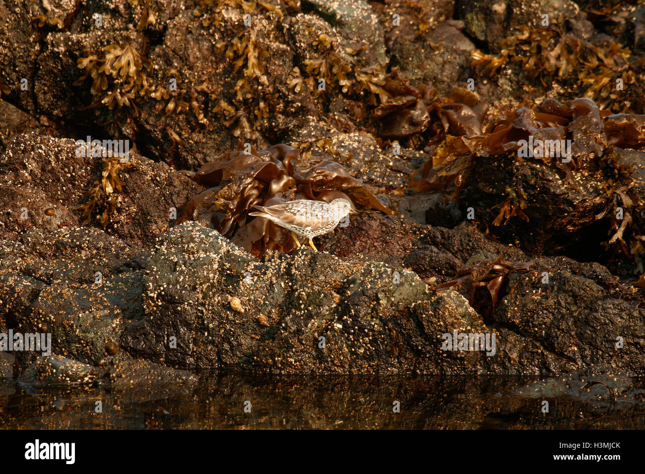 Sharp-tailed Sandpiper, Calidris acuminata. Vancouver island. British Columbia. Canada Stock Photo