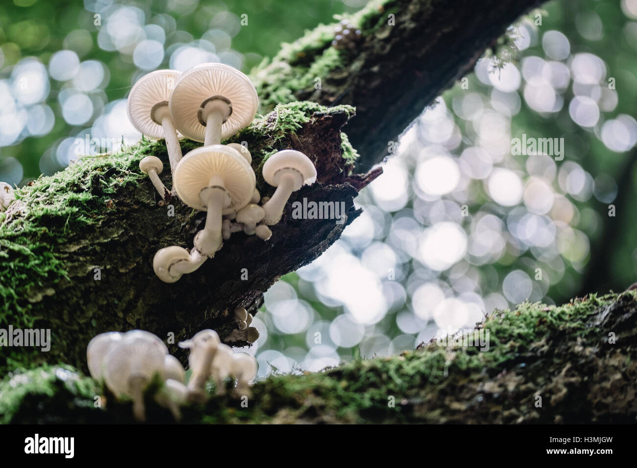 Mushrooms growing on tree bark Stock Photo Alamy