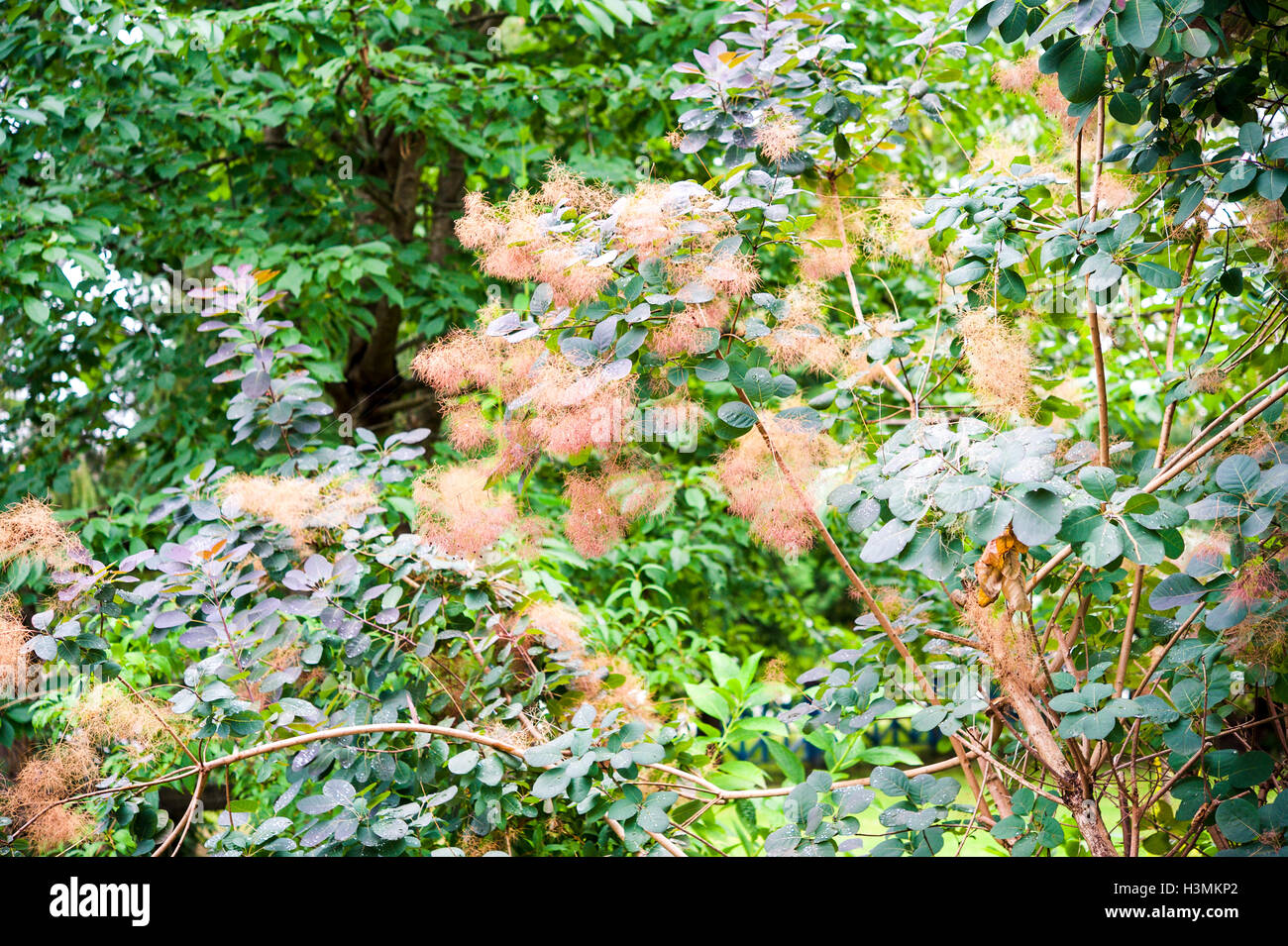 A smoke bush, Cotinus coggygria, or smoketree shrub in full bloom Stock ...