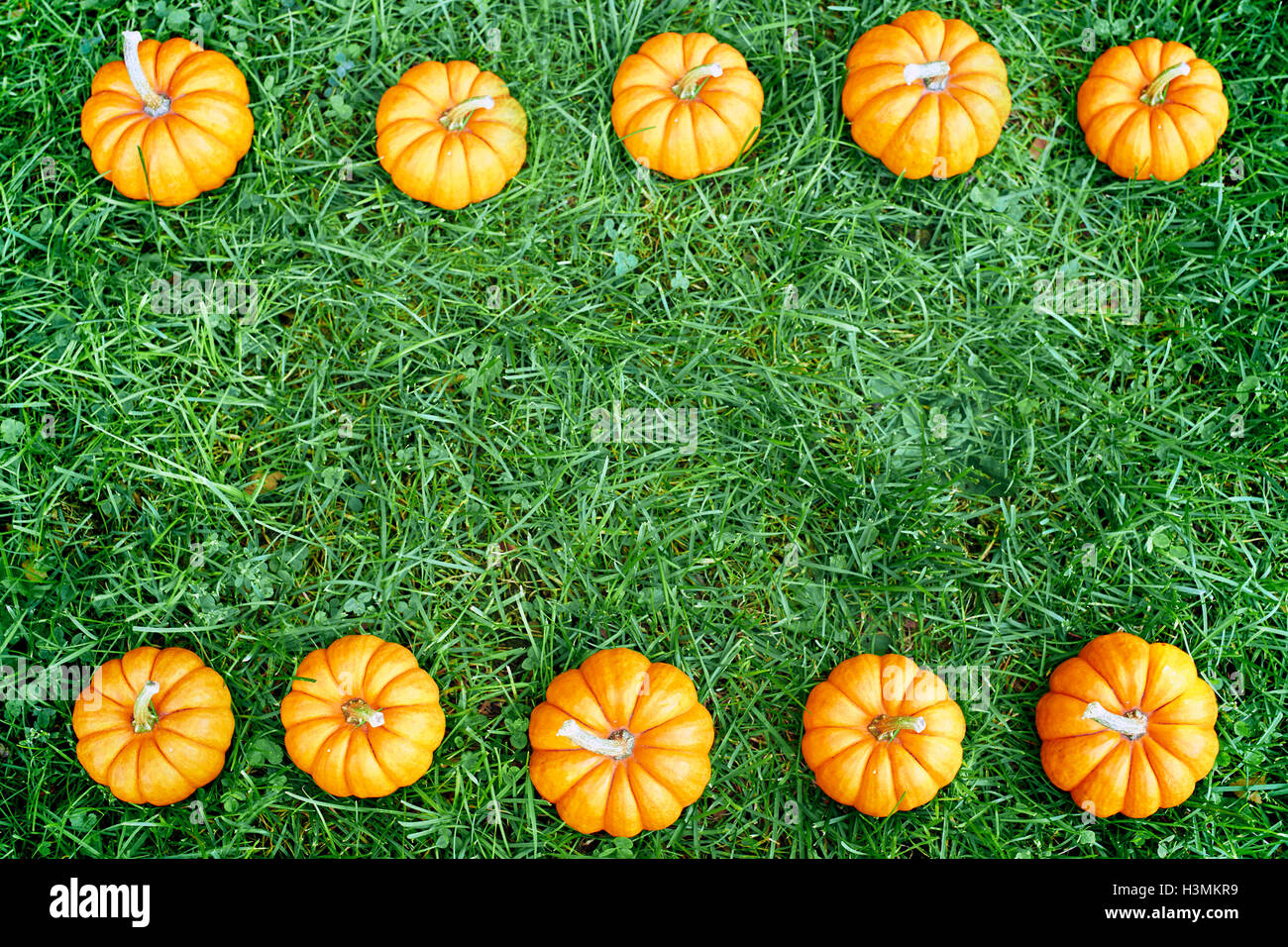 Small orange pumpkins on the fresh green grass background horizontal ...