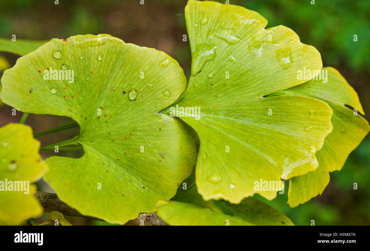 Close up of yellowing leaves of the Gingko biloba tree Stock Photo