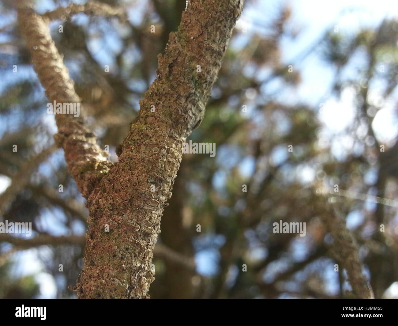 the trees of the Oregon coast Stock Photo