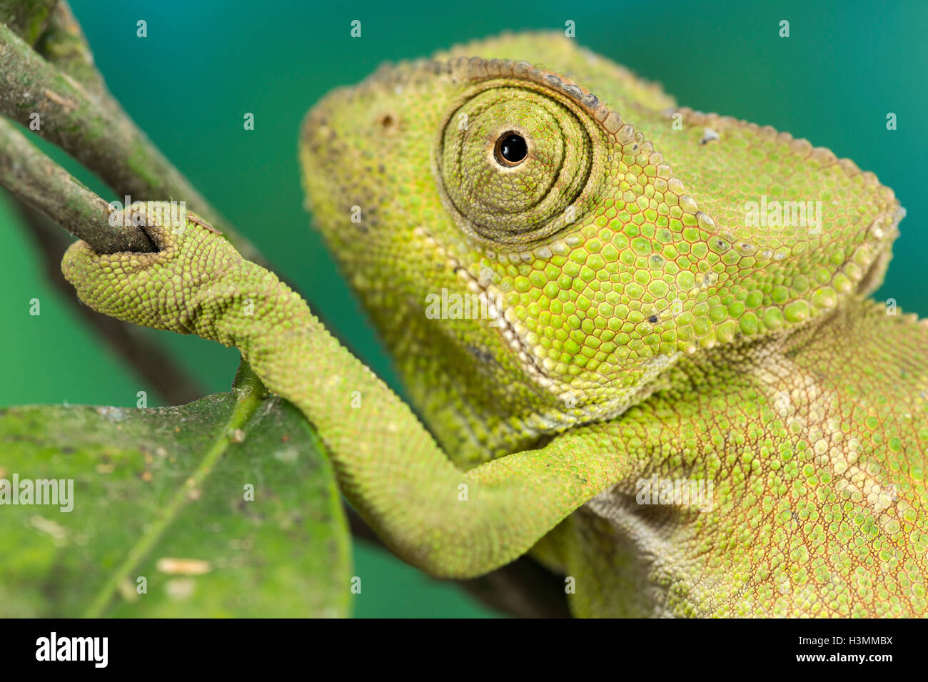 Close up of a green medium sized chameleon Stock Photo