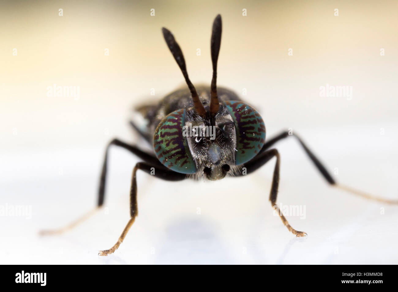 Black soldier fly Stock Photo