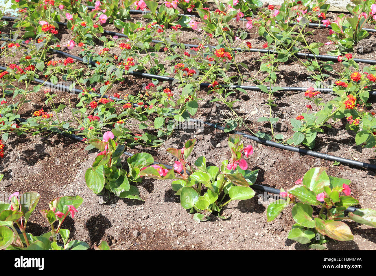 flowerbed with automatic watering system and flowers Stock Photo Alamy