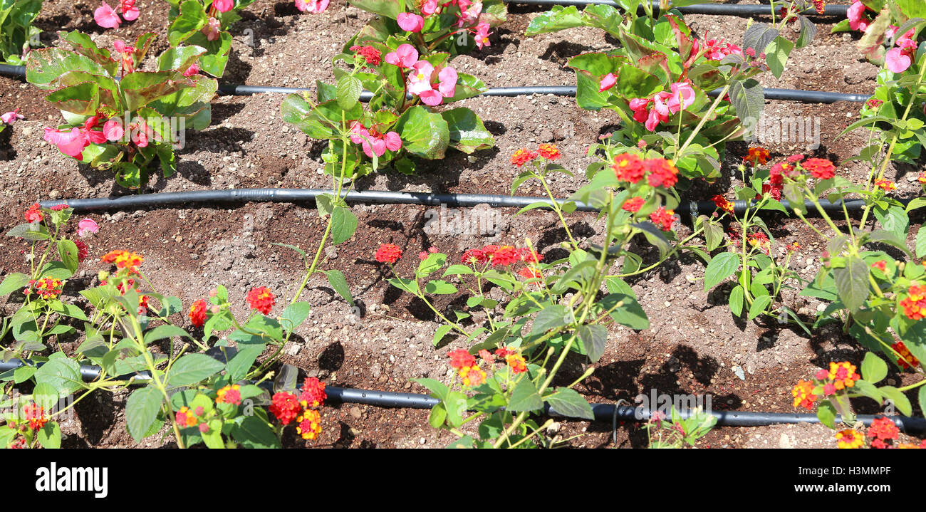 flowerbed with automatic watering system and many flowers Stock Photo
