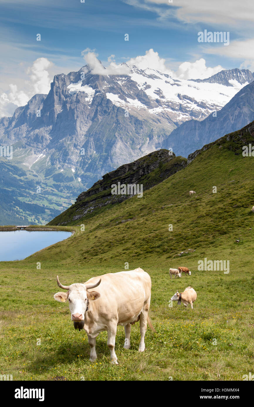 Calf switzerland agriculture hi-res stock photography and images - Alamy
