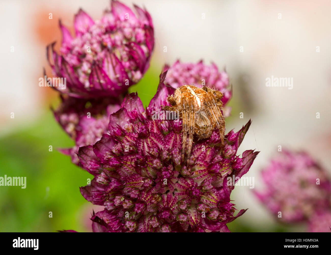 Garden Spider On Astrantia Major Flower Stock Photo Alamy