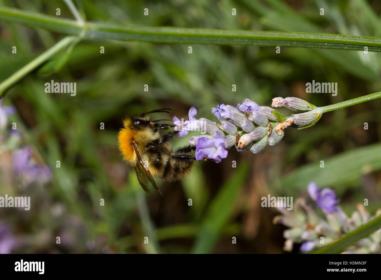 Common carder bee on lavender flower Stock Photo