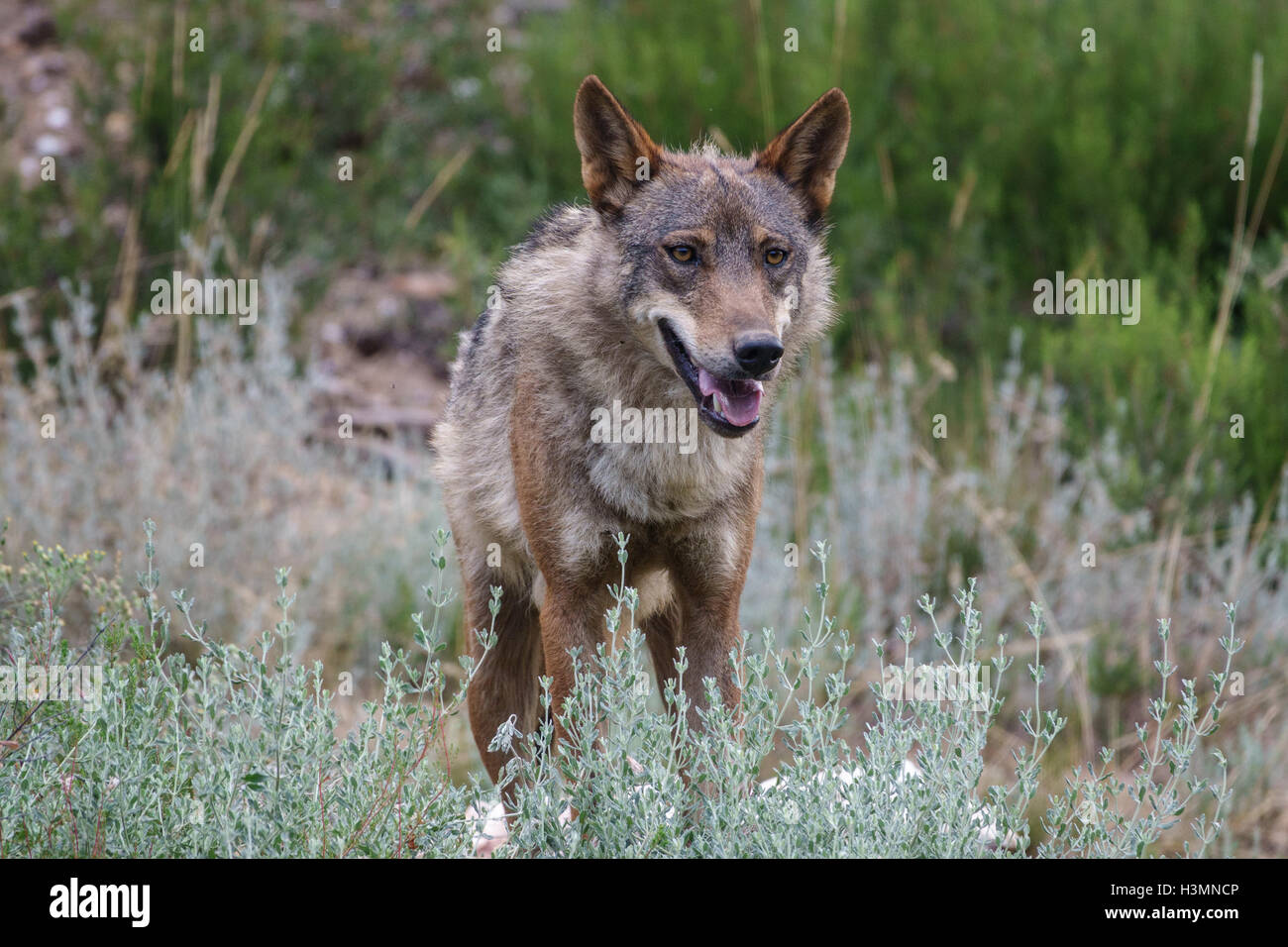 Canis Lupus Signatus watching, front view Stock Photo