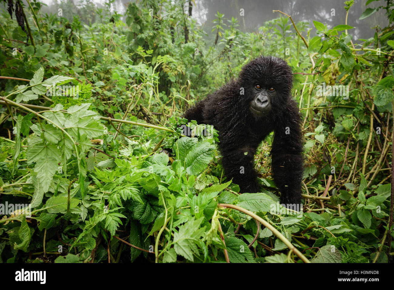 Small mountain gorilla in the forest Stock Photo
