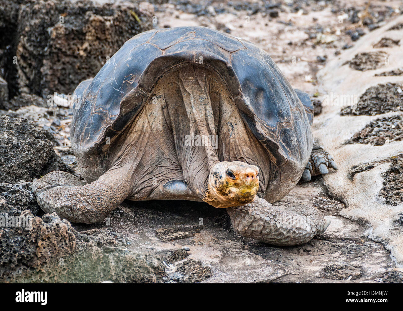 Historic image of 'Lonesome George' the last male Pinta Island tortoise (Chelonoidis nigra abingdonii) Stock Photo