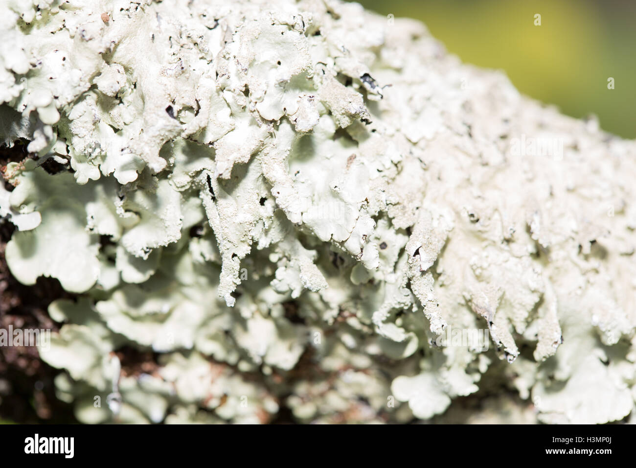 Lichen, Hypogymnia physodes growing on a tree trunk Stock Photo