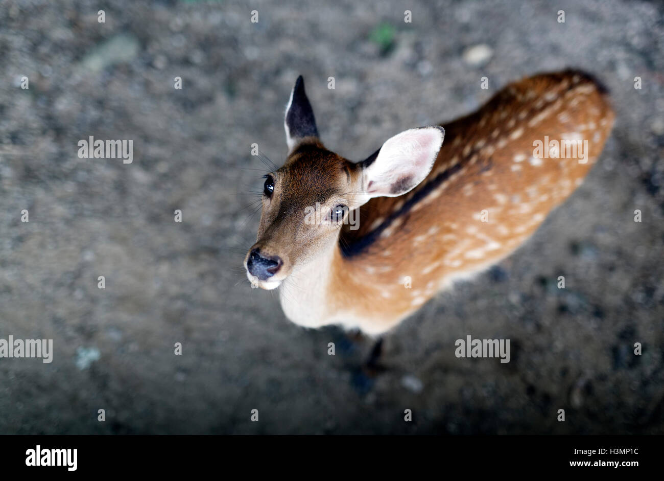 Nara Deer Stock Photo