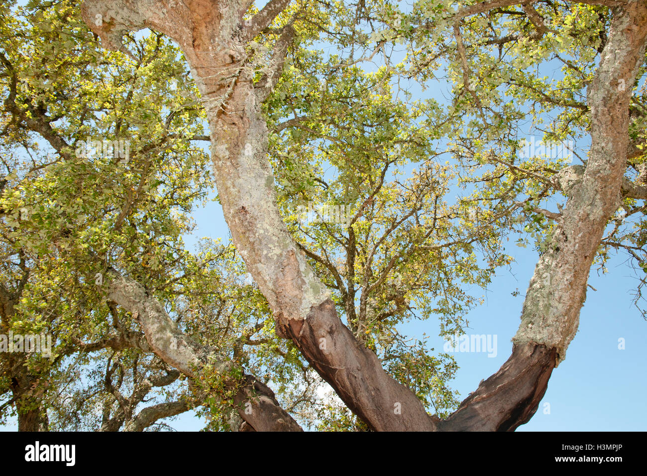Cork oak tree hires stock photography and images Alamy
