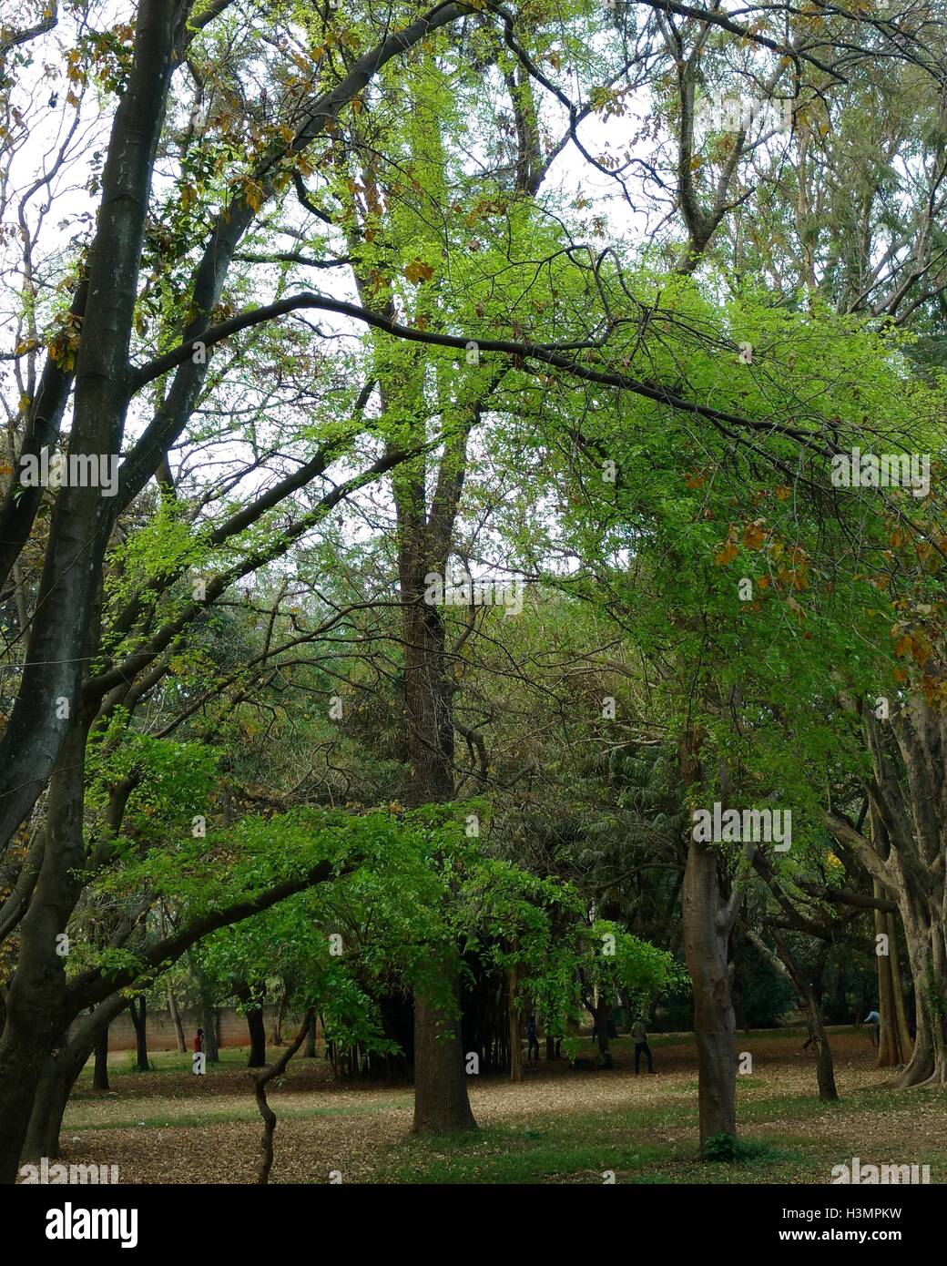 green trees in cubbon park bangalore Stock Photo Alamy