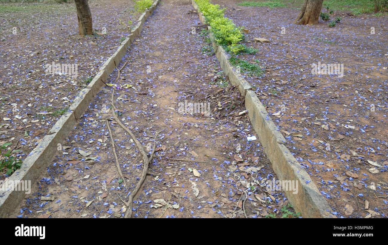 flowers, violets, spread on a park trail Stock Photo Alamy