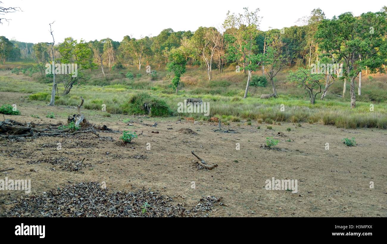 Indian forest hi-res stock photography and images - Alamy