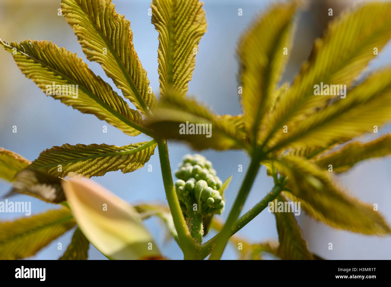 aesculus glabra 'ohio buckeye' species Hippocastanaceae, USA Jane Ann Butler Photography JABP1661 Stock Photo