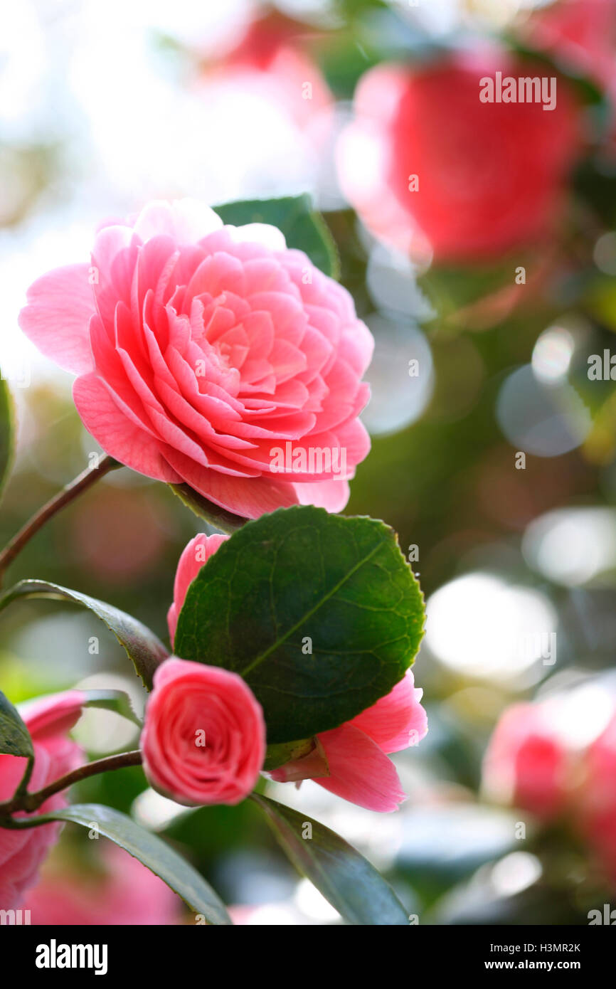 sunny pink camellia blooms Jane Ann Butler Photography JABP1659 Stock Photo