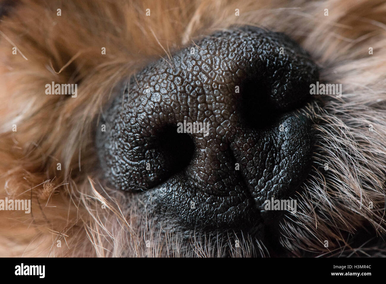 Close up of Dogs nose Stock Photo