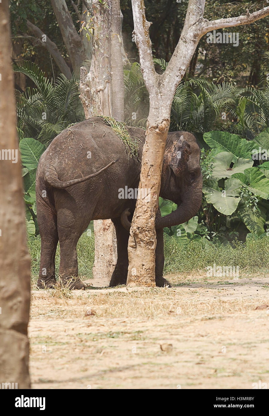 photo of a young Asian elephant rubbing up against a tree Stock Photo