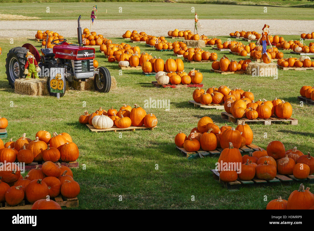 Tractor with pumpkins hi-res stock photography and images - Alamy