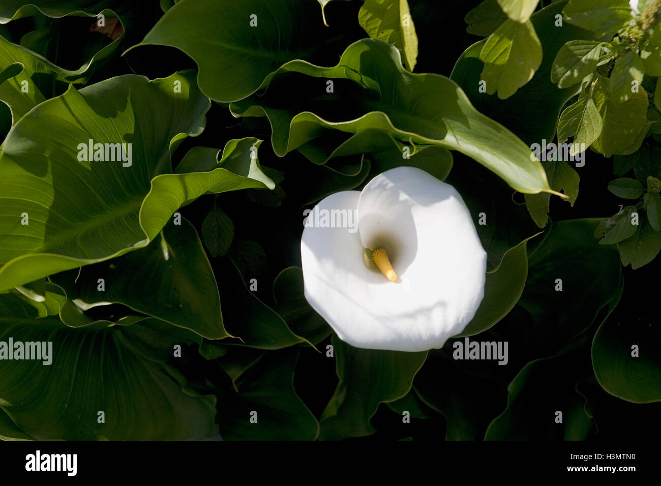 Zantedeschia aethiopica (Arum lily) in the Orto de'Pecci, a lovely area of working gardens in the heart of Siena, Tuscany, Italy Stock Photo