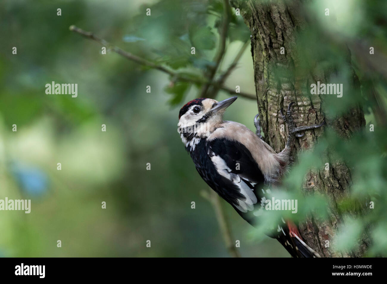 greater spotted woodpecker on a tree Stock Photo