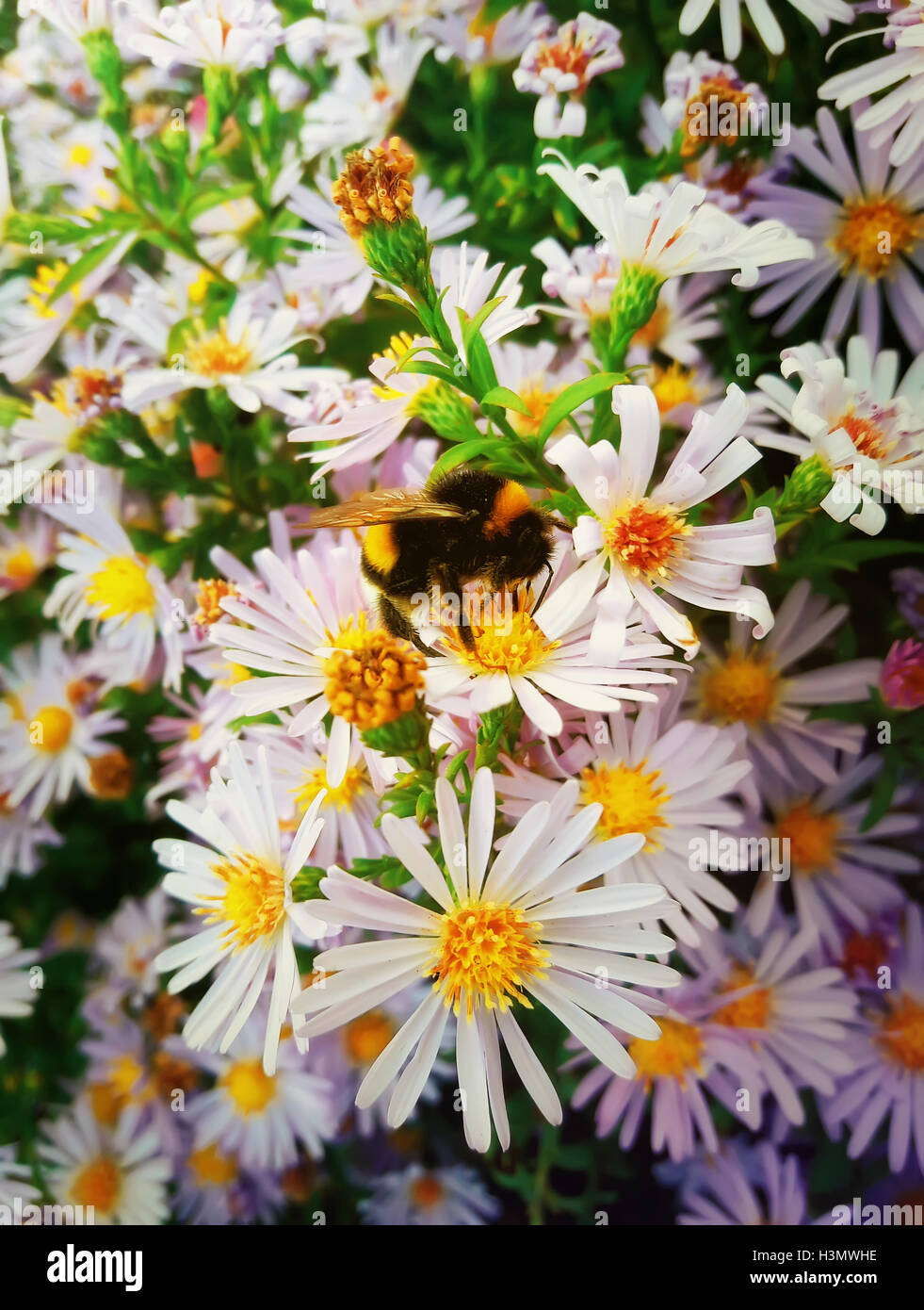 Hardworking bumblebee sits on the purple aster flower and collects the nectar Stock Photo
