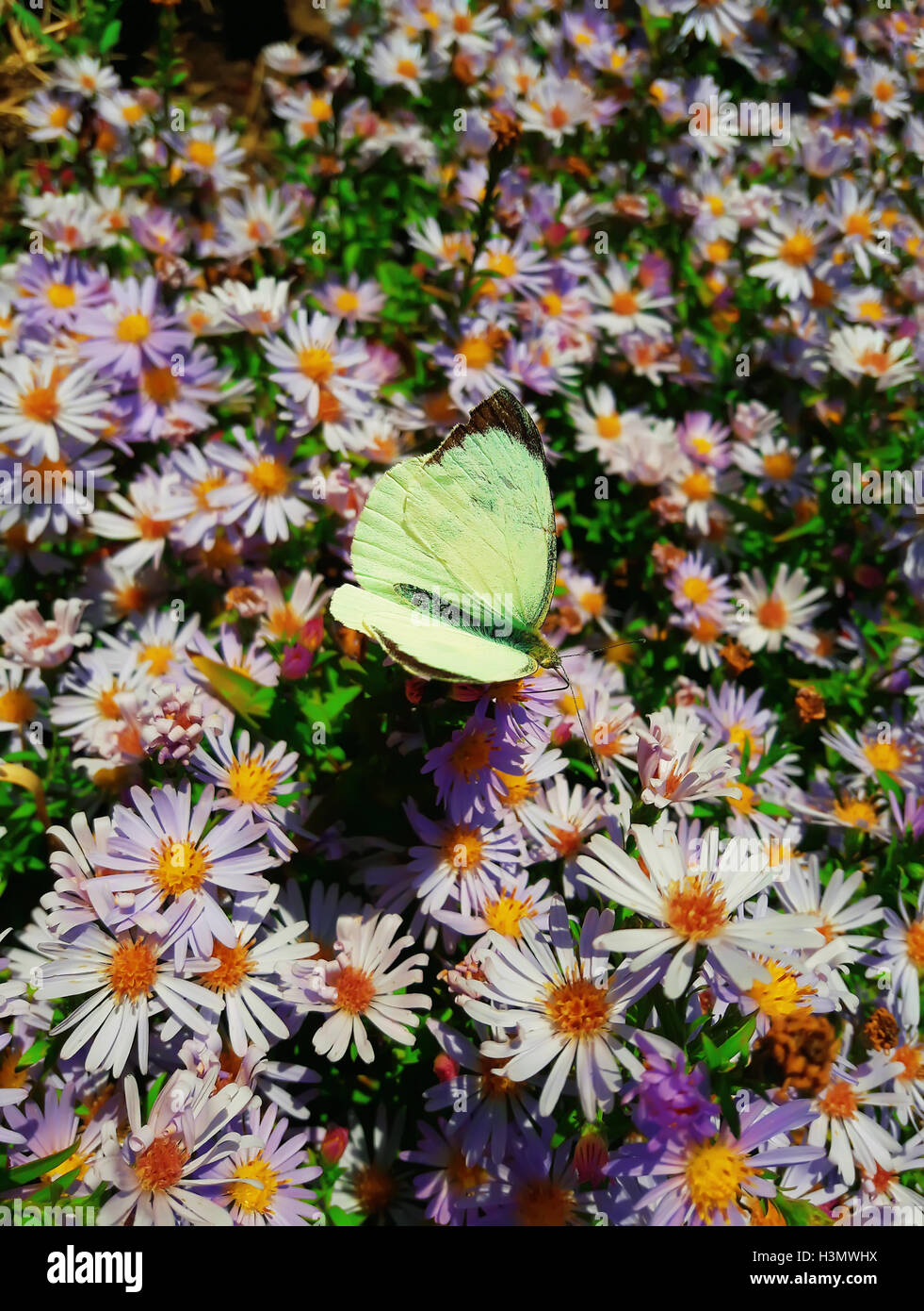 Cute cabbage butterfly feeding on purple aster field nectar Stock Photo