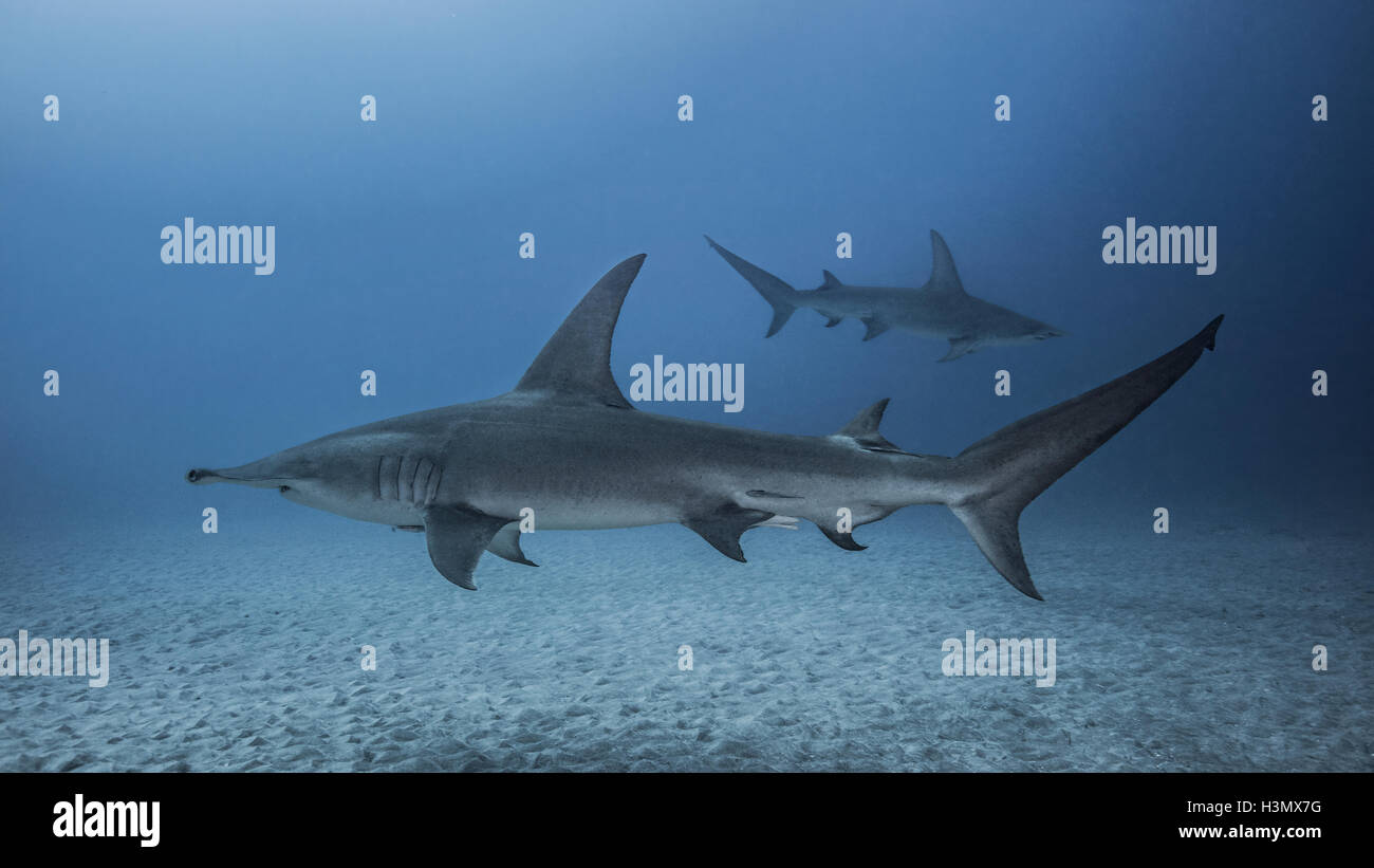 Great hammerhead sharks hires stock photography and images Alamy