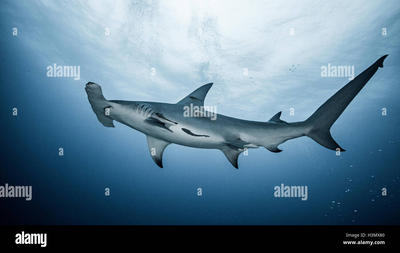 Underwater view of Great Hammerhead Shark, Jupiter, Florida, USA Stock