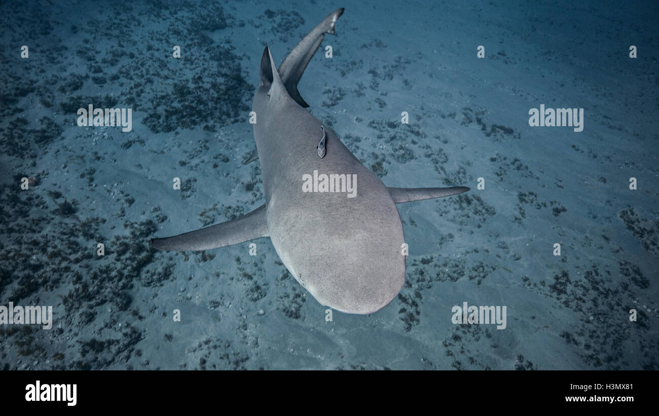 Underwater view of Lemon Shark, Jupiter, Florida, USA Stock Photo Alamy