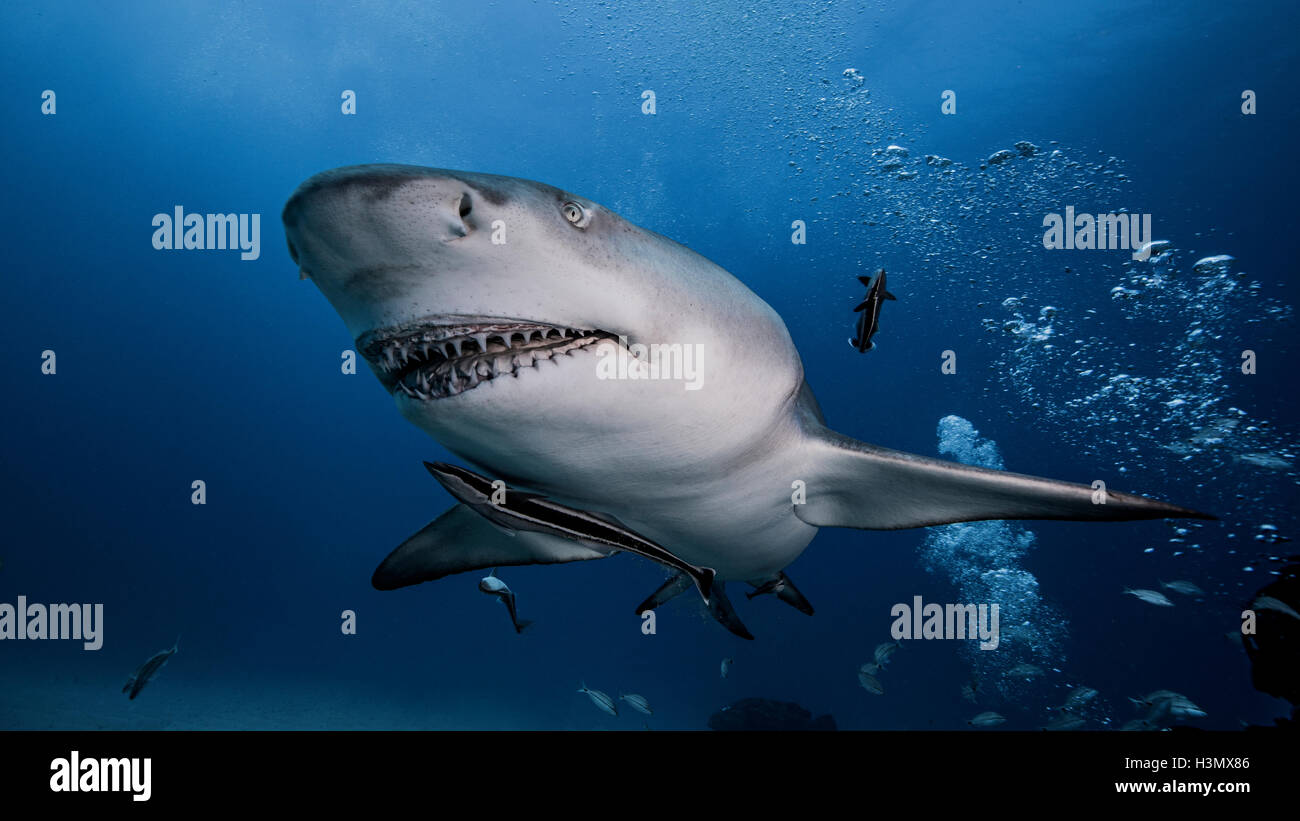 Underwater view of Lemon Shark, Jupiter, Florida, USA Stock Photo Alamy