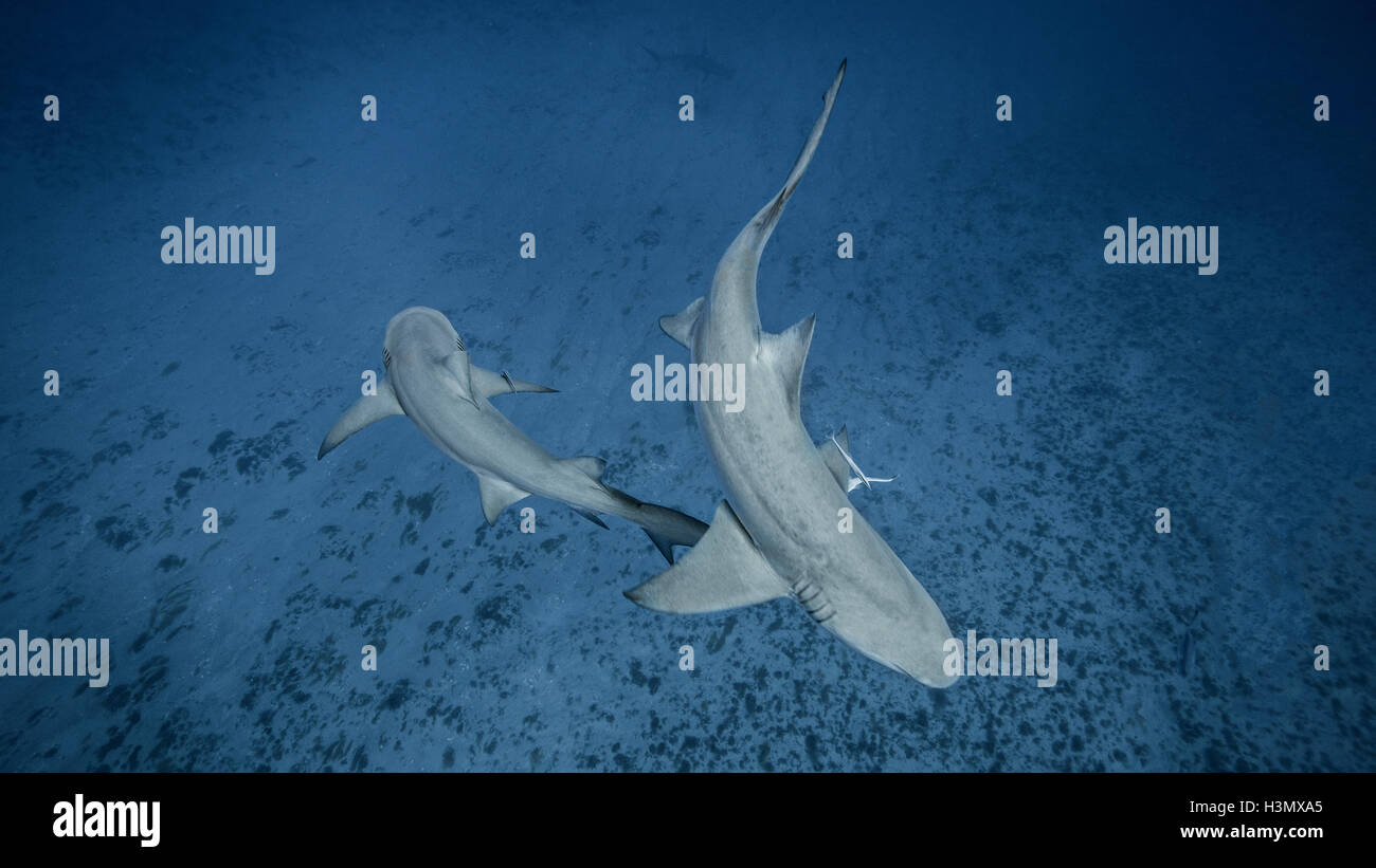 Underwater view of two Lemon Sharks, Jupiter, Florida, USA Stock Photo
