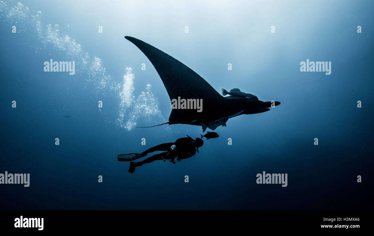 Underwater view of diver swimming with Giant Manta Ray Stock Photo Alamy