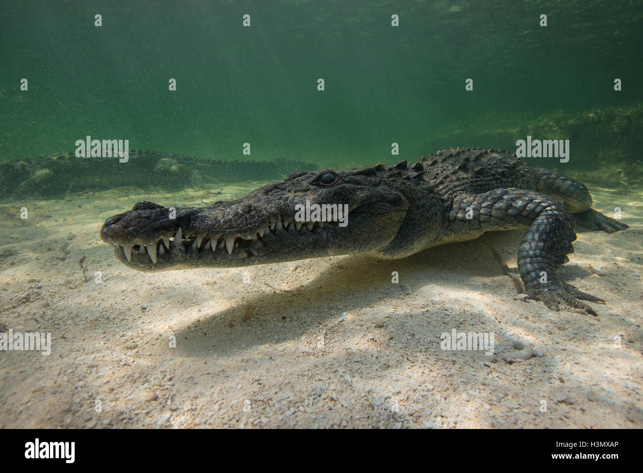 Two American crocodiles (crodoylus acutus) in the shallows of Chinchorro Atoll, Mexico Stock Photo