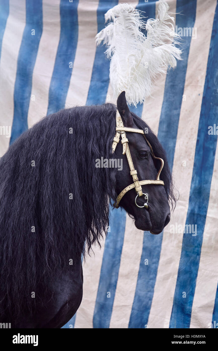 Black horse with feather headdress Stock Photo 122776734 Alamy