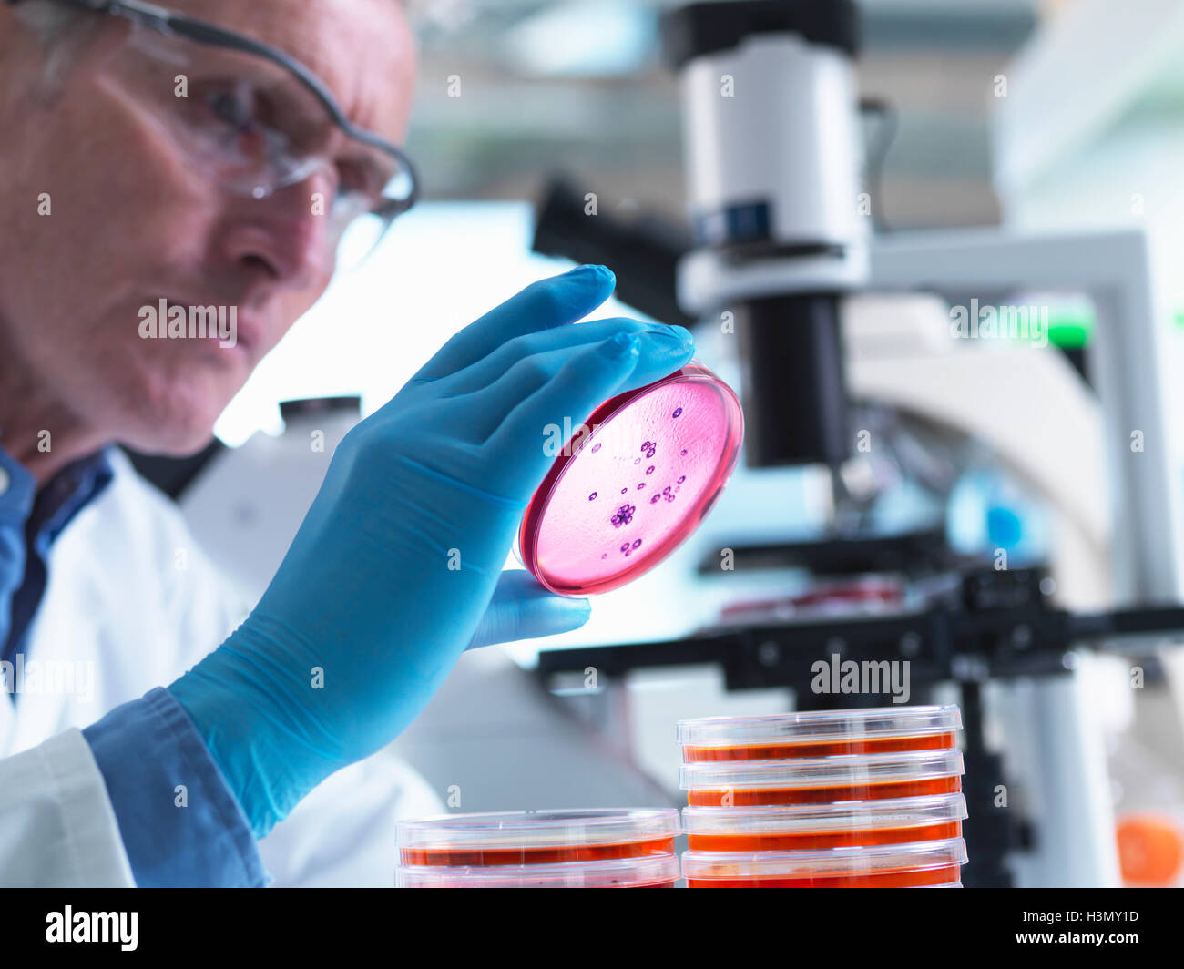 Microbiology, Scientist using an inverted light microscope to view culture growth in petri dishes during an experiment Stock Photo