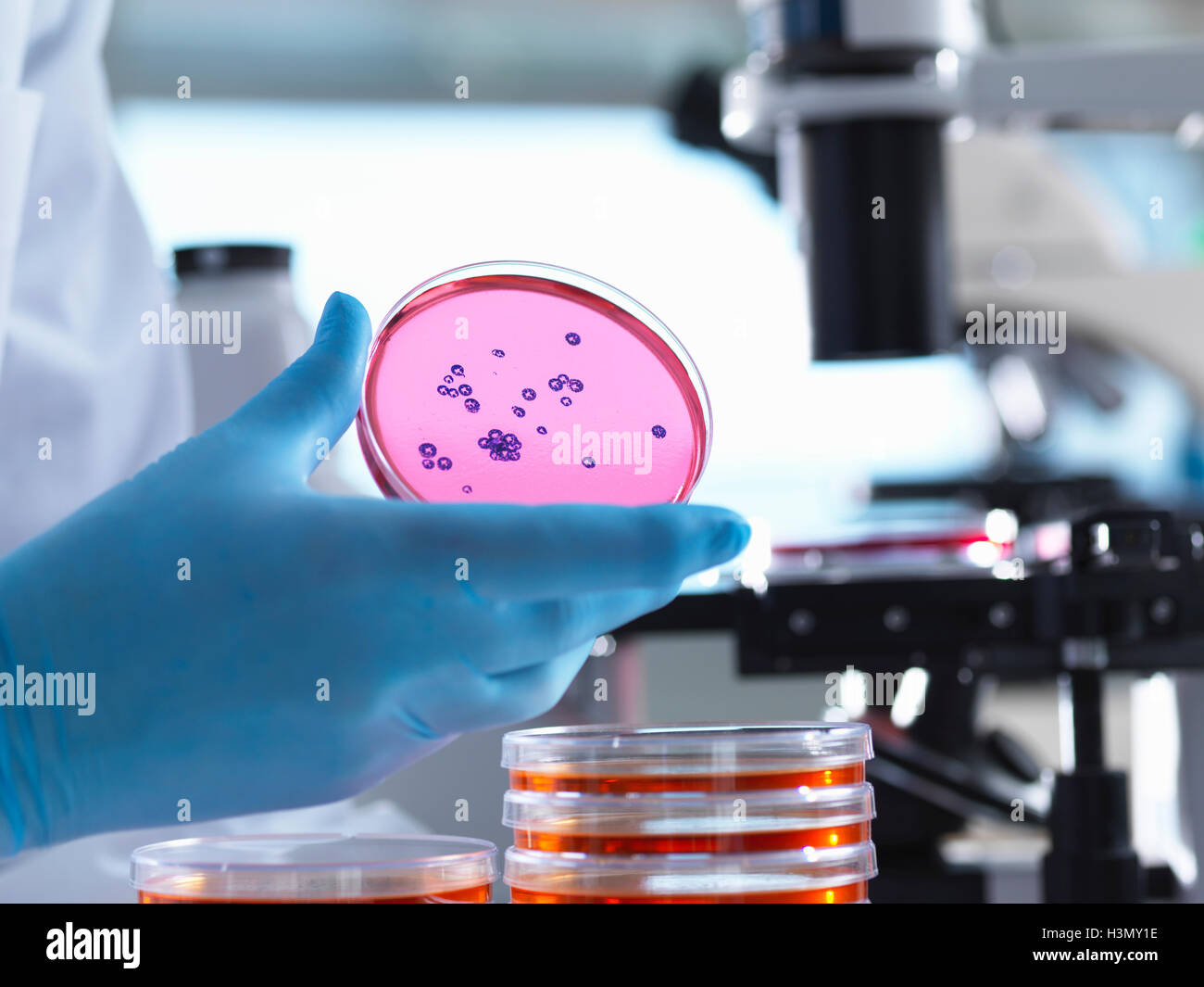 Microbiology, Scientist using an inverted light microscope to view culture growth in petri dishes during an experiment Stock Photo