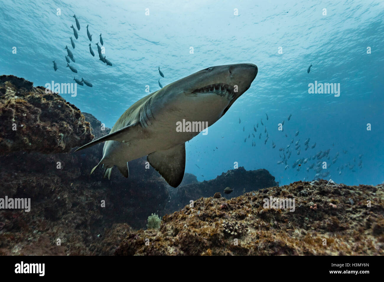 Ragged Tooth or Sand Tiger shark (Carcharias Taurus) cruising reefs, Aliwal Shoal, South Africa Stock Photo