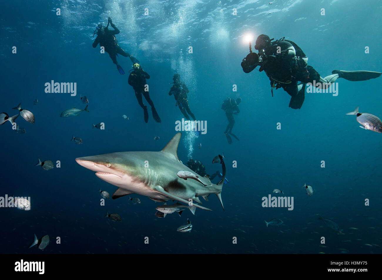 Scuba divers' encounter with large Oceanic Blacktip Shark (Carcharhinus Limbatus), Aliwal Shoal, South Africa Stock Photo